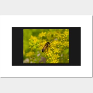 Yellow Flower and Honey Bee Posters and Art